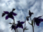 IMG_2247.jpeg