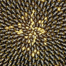 sunflower4.png