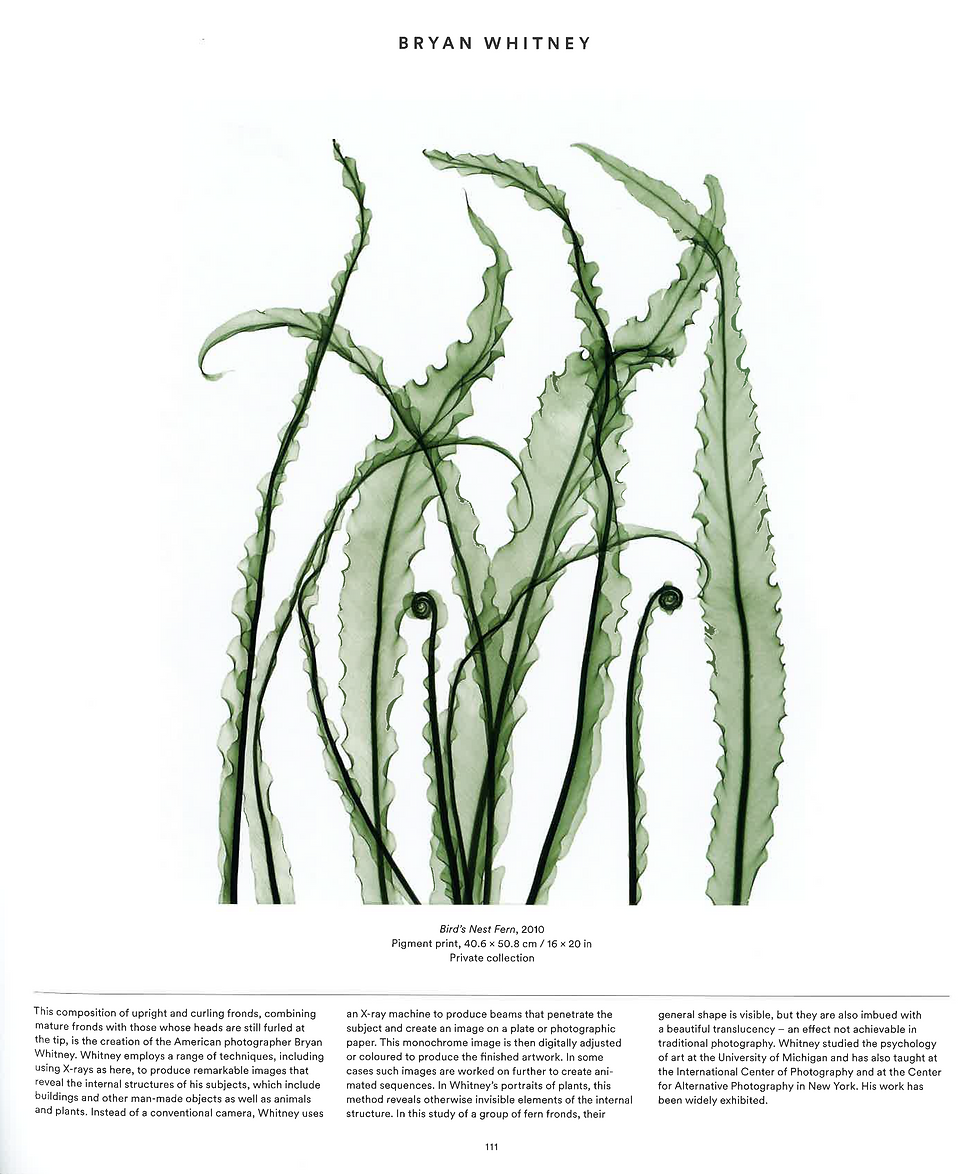 fern