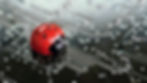 bug_edited_edited.jpg