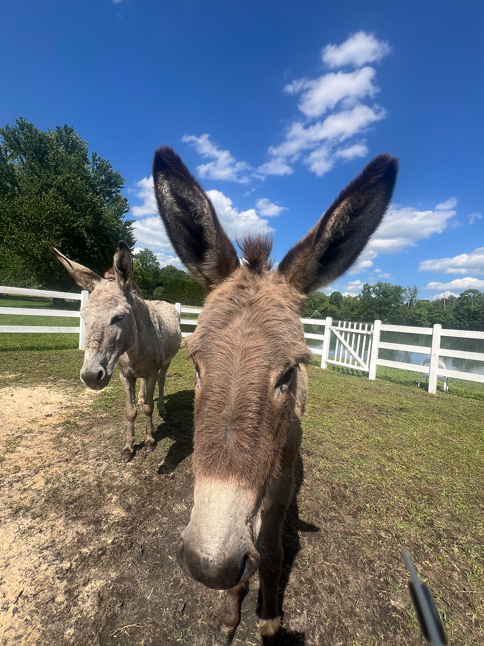 The donkeys at Stella's Rescue