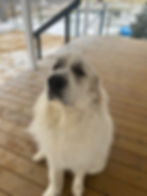 IMG_1649.JPEG