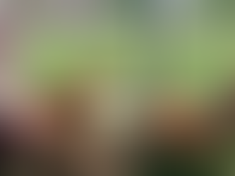 Kelsey’s Chicken Coop Chronicles – Keeping Your Chickens Safe from Predators