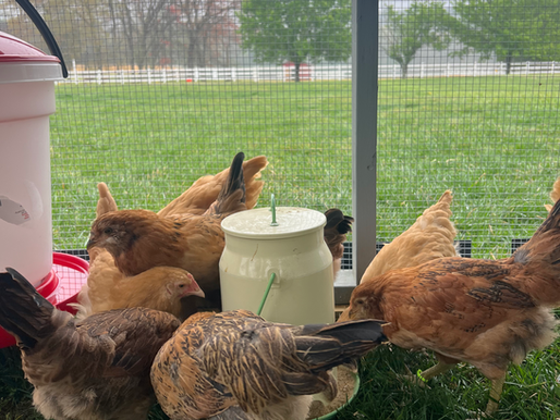 Kelsey’s Chicken Coop Chronicles – Keeping Your Chickens Safe from Predators