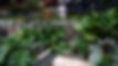 Close up view of garden sitting in front of tiled wall