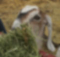 IMG_1190.jpeg