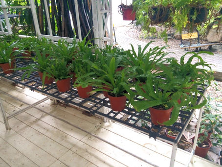 ドイトンコーヒーの植木屋さん:DoiTung Plant Shop