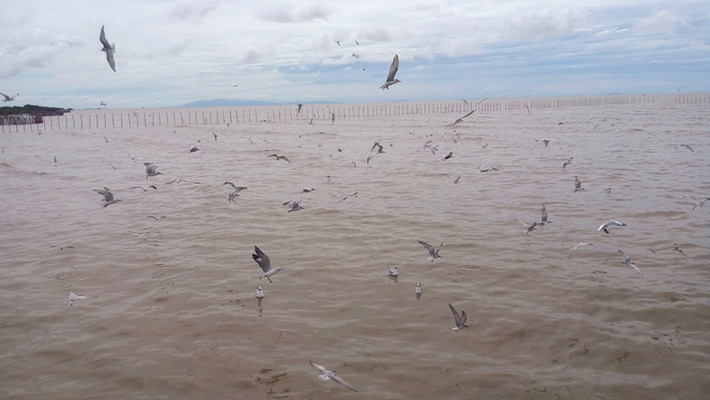 バンプー保養地；自然豊かな渡り鳥の休息地