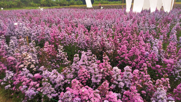 シュールな花畑：スワン　ナーワット