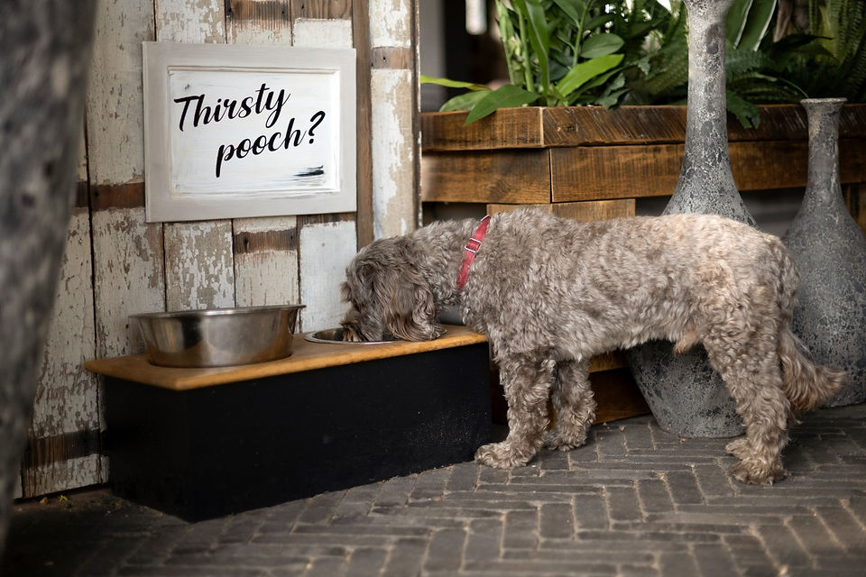 Dog Friendly_Bainland Lodge Retreats
