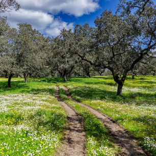 Iberian Wellness Retreats at The Olive Mill