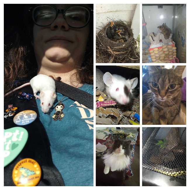 The diverse residents of the micro-sanctuary, from rescued rats and cats to delicate wild birds under rehabilitation.