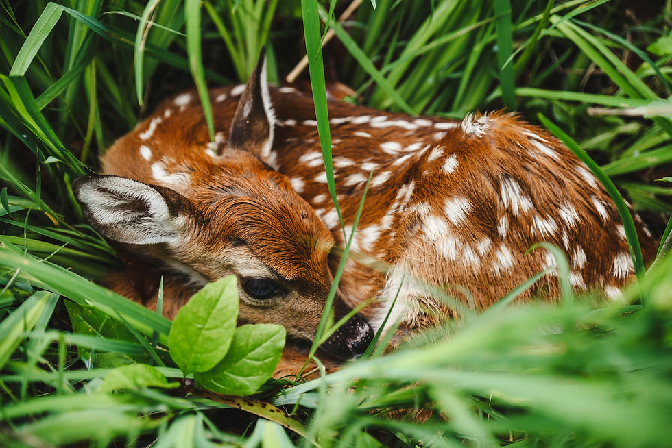 You found a baby deer, now what?