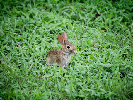 You found a baby rabbit, now what?