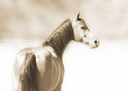 Just Berry in Sepia 16x11