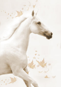 KBrooks 12_20_22 16x20 Autumn Bella