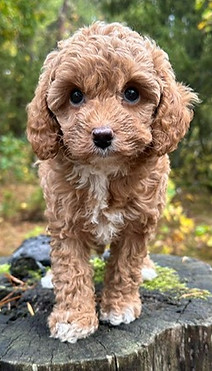 cavapoo1.jpeg