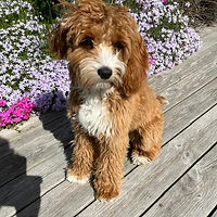 Hunden "Majken"