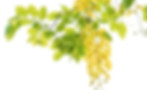 Beautiful Foliage