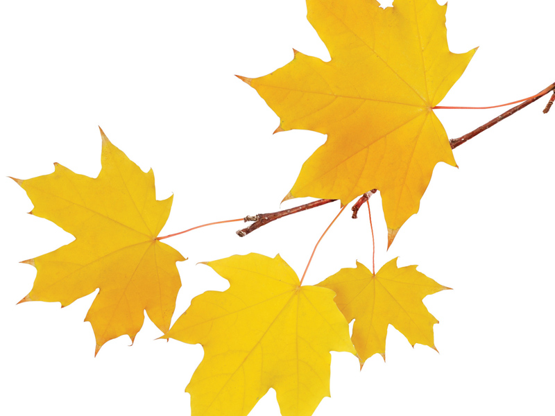 blog-images-only_0005_fall-gratitude