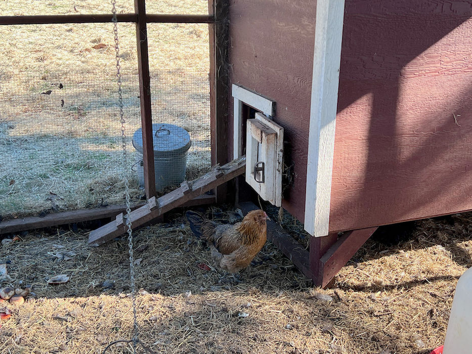A large red chicken coop resting on a dirt landing in an open grassy courtyard space with a small brown and black chicken standing in front of the coop.