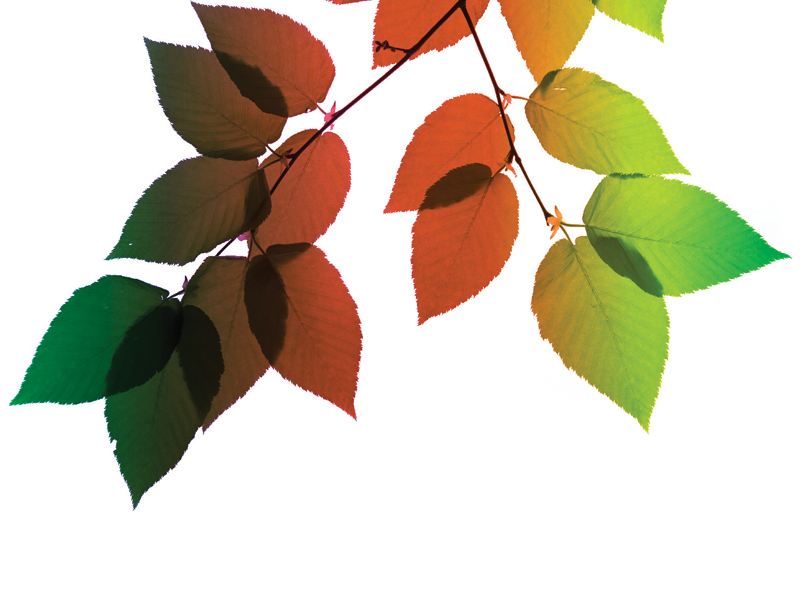 blog-collaboration-0816