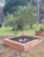 Nevadillo in garden bed 1.6m