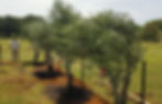 Wedding venue trees in row_edited
