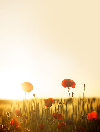 poppies-174276 höher.jpg