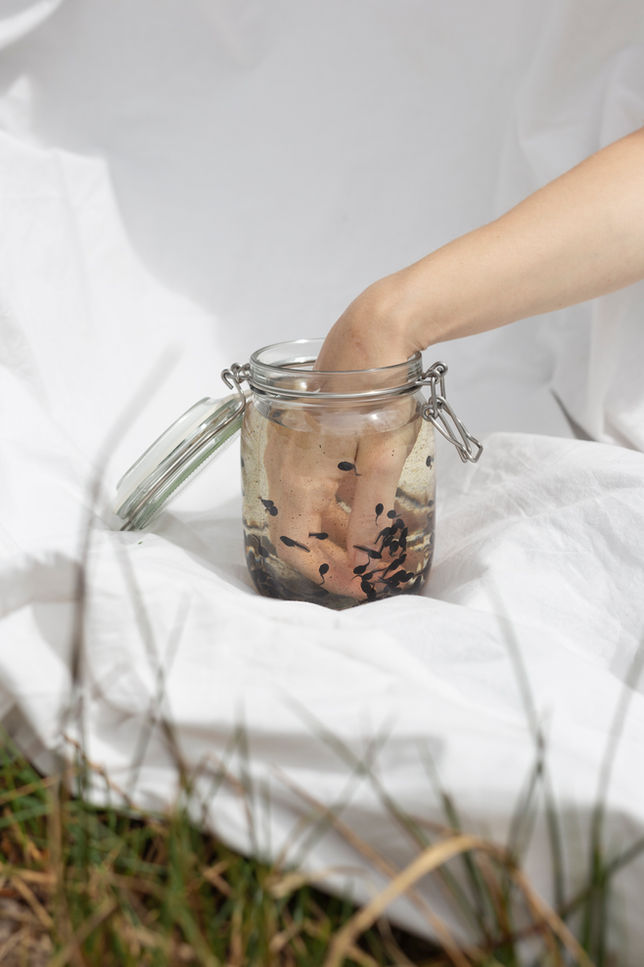 Hand, die in ein Glas mit Kaulquappen fasst