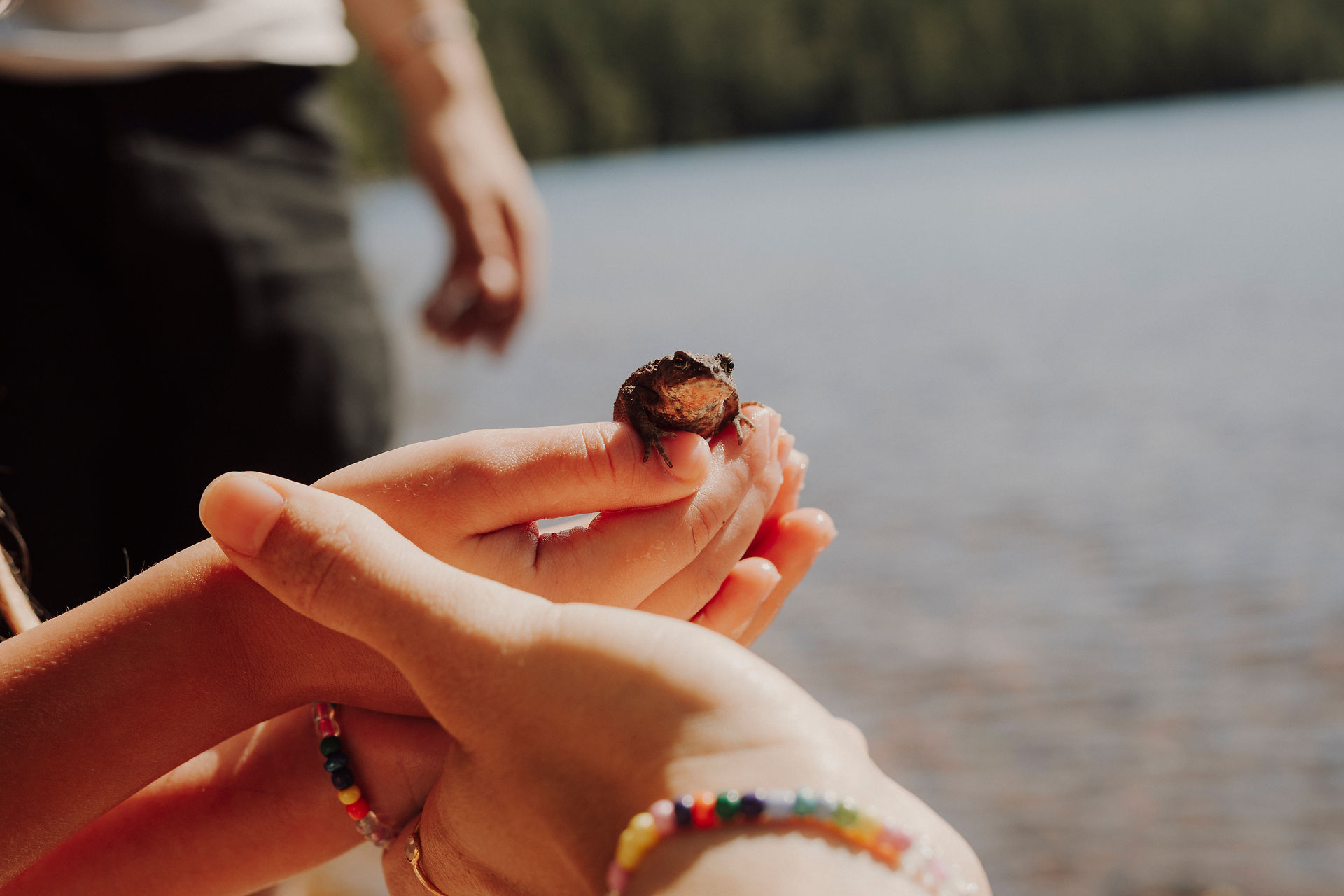Nahaufnahmen von Frosch und Händen