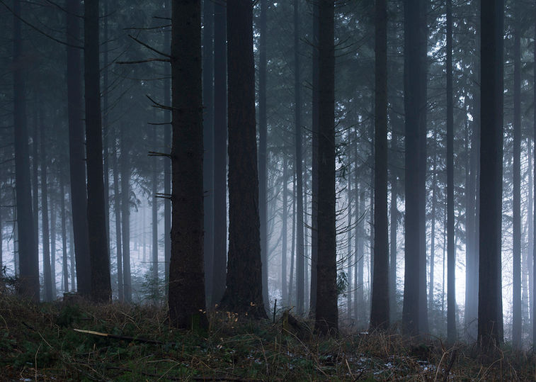 Nebel in düsterem Wald, wildfremd