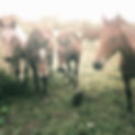 foals_edited.jpg