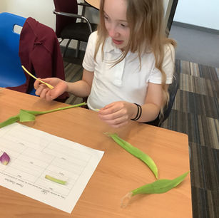 Flower Dissection