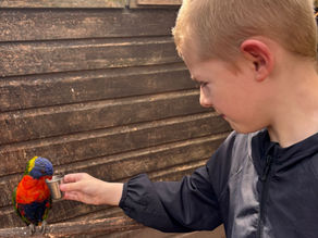 Year 3 Take a Walk on the Wild Side at The Wild Zoological Park!