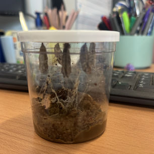 Witnessing the Wonder!