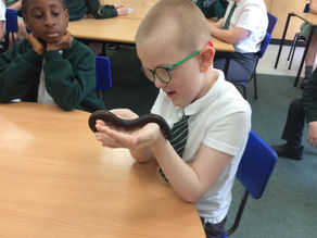 Year 4 Rain Forest Workshop!