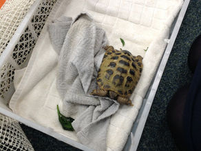 Reception Welcomes Sheldon!