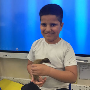 Special Duckling Visitors in Reception