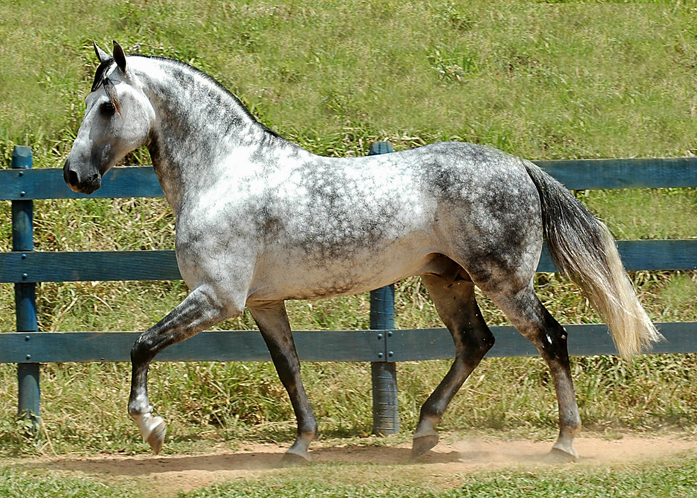 Why Do Grey Horses Contract Melanoma?