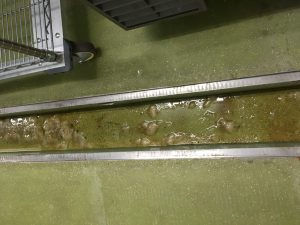 厨房清掃 グレーチング 側溝 汚れ溜まります