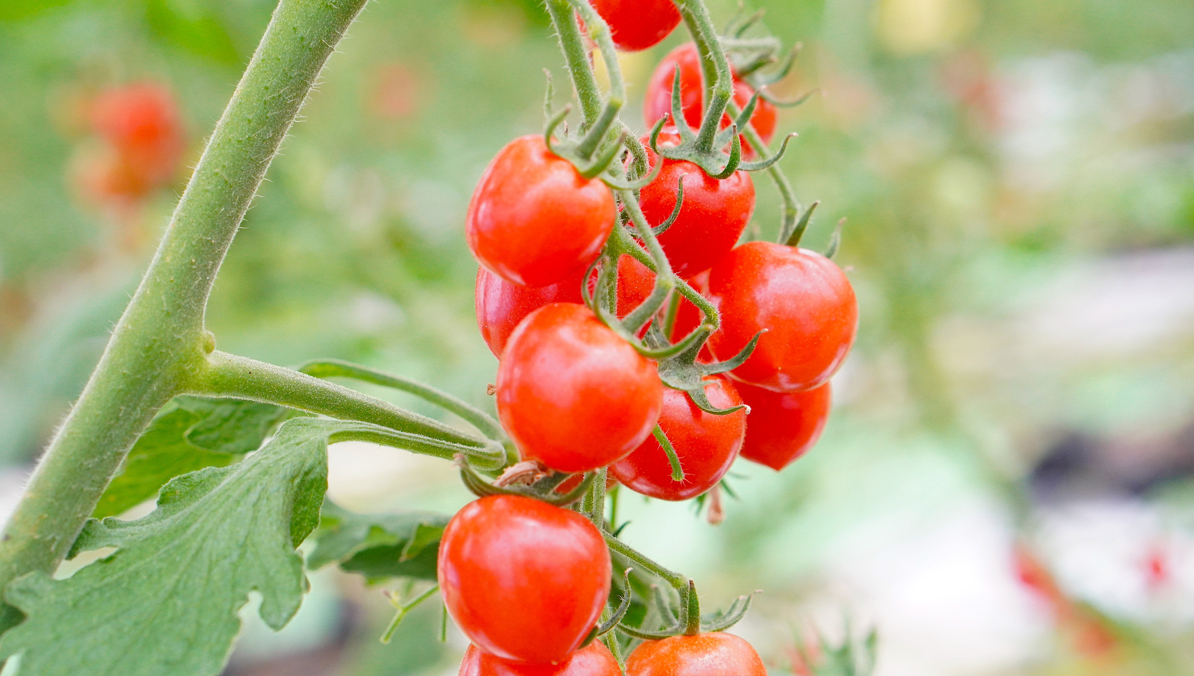 エーワイファームのプリとまっ