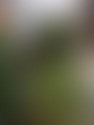 お庭の剪定作業