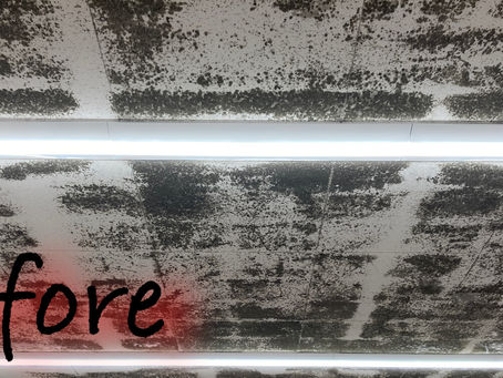 カビ　天井　カビの繁殖能力は半端ない