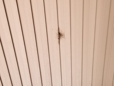 天井　クモの巣取り