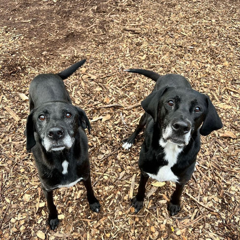 Kryder Kritter Hotel 