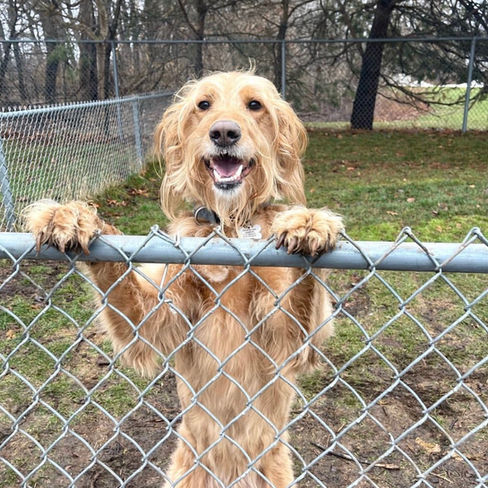 Kryder Kritter Hotel 