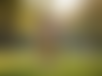 Building Stronger Bonds with Your Dog Through Training