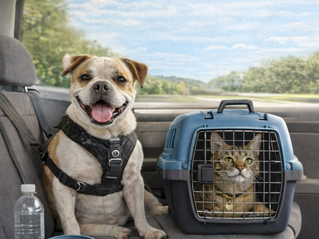 National Pet Travel Safety Day: Keeping Dogs and Cats Safe on the Road