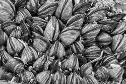 Mussel Bed